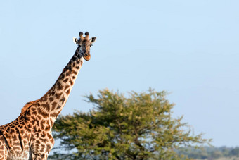 长颈鹿稀树大草原Safari塞伦盖蒂坦桑尼亚非洲