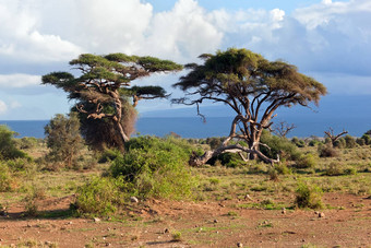 稀树大草原景观非洲安博塞利肯尼亚