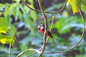 色彩斑斓的黑色的红色的鸟