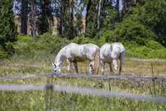 集团马放牧绿色牧场西班牙语马
