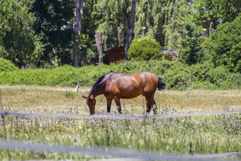 棕色（的）马放牧绿色牧场西班牙语马