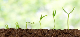 植物日益增长的土壤植物进步