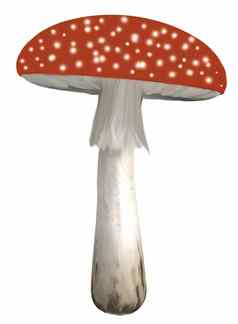 波尔卡虚线蘑菇