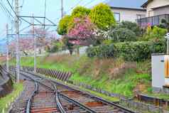 铁路樱花树