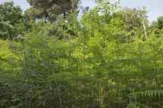 蕨类植物松木森林玛丽娜罗马
