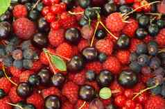 各种各样的浆果树莓黑色的红色的醋栗萨斯卡通