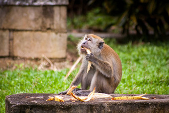 成人短尾猿猴子坐着吃水果