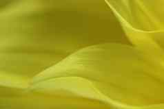 黄色的花花瓣
