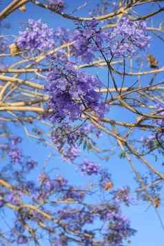 树紫罗兰色的花