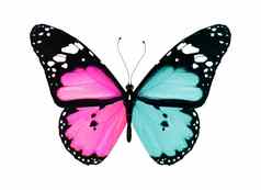 蝴蝶蓝色的粉红色的翅膀飞行孤立的白色巴克