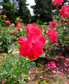红磨坊胭脂玫瑰