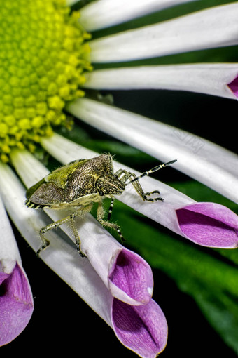 多毛的shieldbug