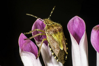 多毛的shieldbug