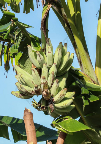 香蕉植物