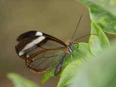 透明的棕色（的）蝴蝶