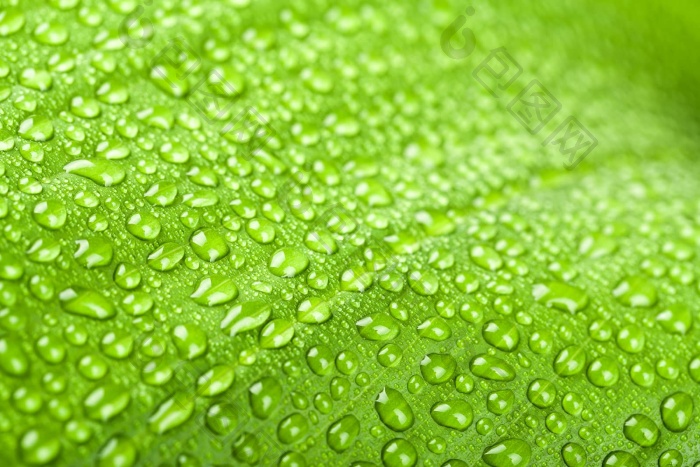 水滴绿色植物叶