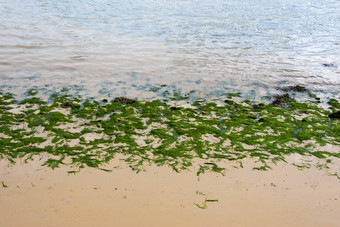 youghal明亮的绿色海藻