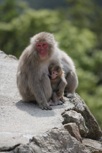 野生母乳喂养猴子Miyajima日本