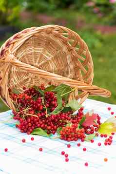 红色的浆果荚莲属的植物篮子