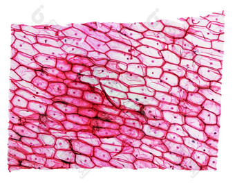 洋葱表皮显微<strong>照片</strong>