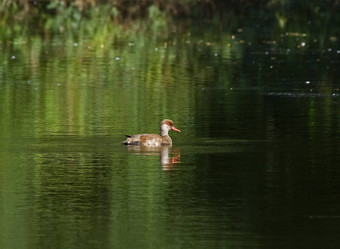 red-crested红头潜鸭