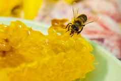 蜜蜂收集蜂蜜花蜜长鼻