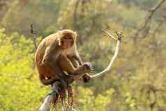 短尾猿猴子树斯瓦扬布纳特佛塔加德满都