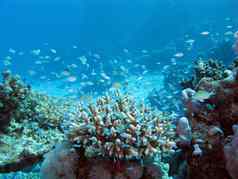 珊瑚礁啧啧��海底伟大的深度背景蓝色的水