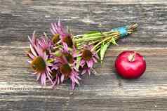 医疗草本植物紫锥菊花群红色的苹果
