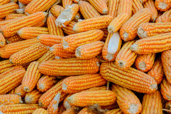 桩成熟的玉米玉米收获背景