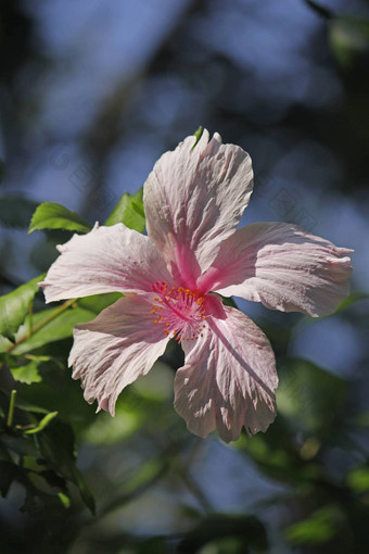 中国玫瑰中国人芙蓉芙蓉蔷薇-<strong>中华</strong>