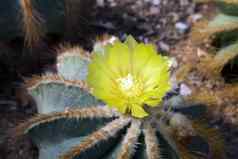 notocactus花