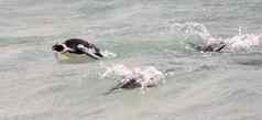游泳非洲企鹅