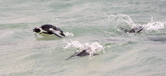 游泳非洲企鹅