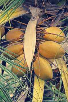 集群橙色椰子日益增长的椰子棕榈树