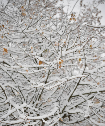 只冻分支机构覆盖新鲜的雪