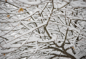 只冻分支机构覆盖新鲜的雪