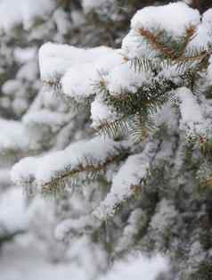 枞树形分支覆盖雪圣诞节背景