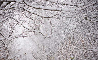 只冻分支机构覆盖新鲜的雪