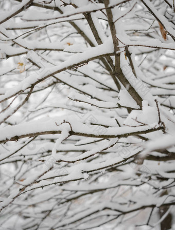 只冻分支机构覆盖新鲜的雪