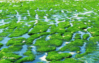 高低潮影响诺曼底藻类海滩ETR