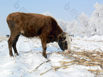 牛放牧雪