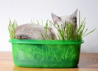 小猫睡觉草