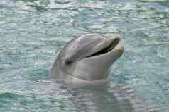大西洋宽吻海豚海豚