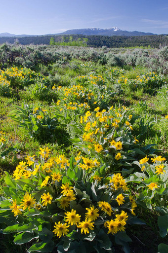 arrowleaf香根香脂草sagittata花胖肚子山范围早期夏天<strong>大</strong>提<strong>顿</strong>国家公园提<strong>顿</strong>县怀俄明美国