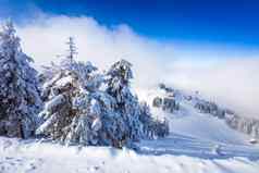 松森林滑雪山坡上覆盖雪冬天季节