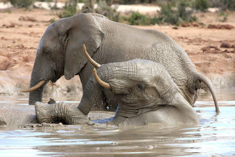 非洲大象水有趣的