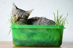 小猫吃草