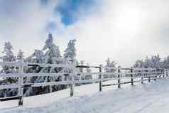 冬天树木栅栏覆盖雪边界谅解备忘录