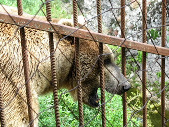 年轻的熊捕食者野生动物灰熊熊